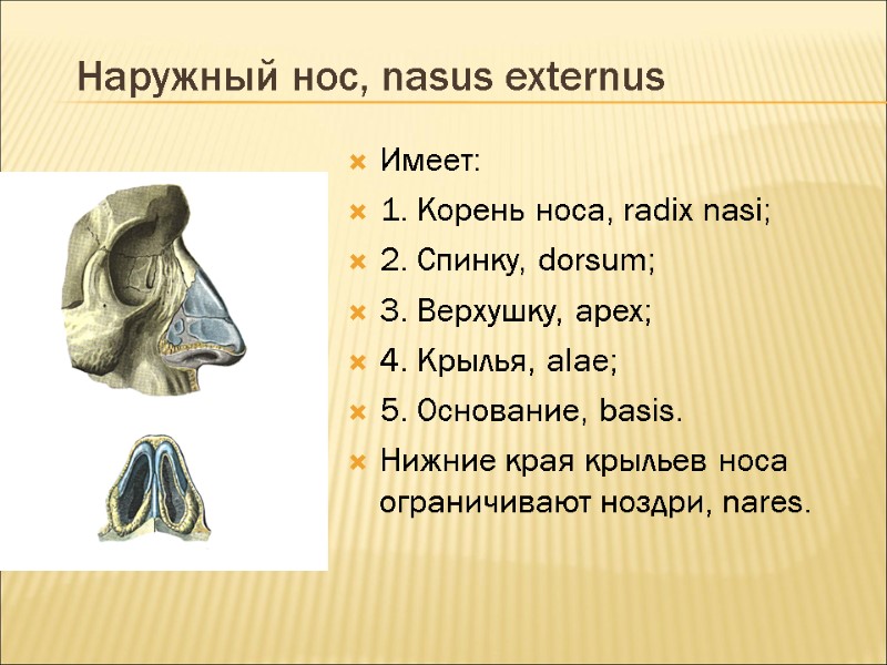 Наружный нос, nasus externus Имеет: 1. Корень носа, radix nasi; 2. Спинку, dorsum; 3.